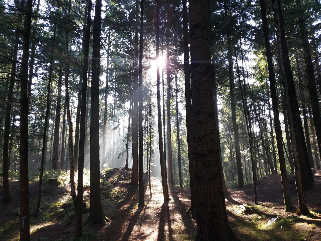 Ein lichtdurchfluteter Wald